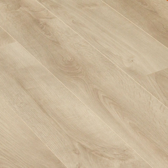 CXI151 Дуб Гастония