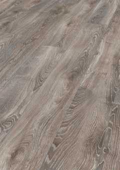 4796 Дуб горный Титан